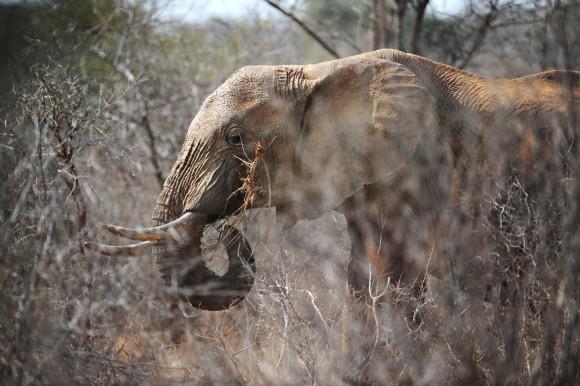 A elephant eats twiggs from a tree amid dry brush at the Tsavo West National Park in southern Kenya on August 21, 2009. (ROBERTO SCHMIDT/AFP/Getty Images)