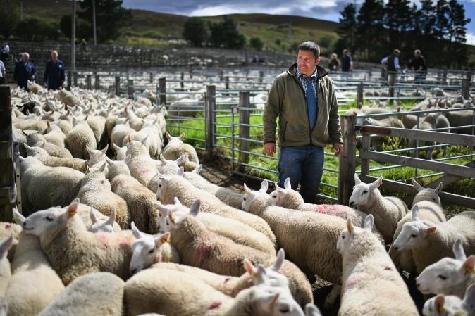 A man watches sheep as farmers herd them at Lairg auction for the great sale of lambs in Lairg, Scotland, on Aug. 15. Lairg market hosts the annual lamb sale, which is the biggest one day livestock market in Europe, when some twenty thousand sheep from all over the north of Scotland are bought and sold. (Jeff J Mitchell/Getty Images)
