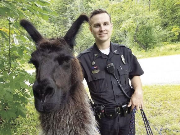 Jackson Patrol Officer Ryan McDonald with Noir the llama on Aug. 14, 2017. (Jackson Police Department)