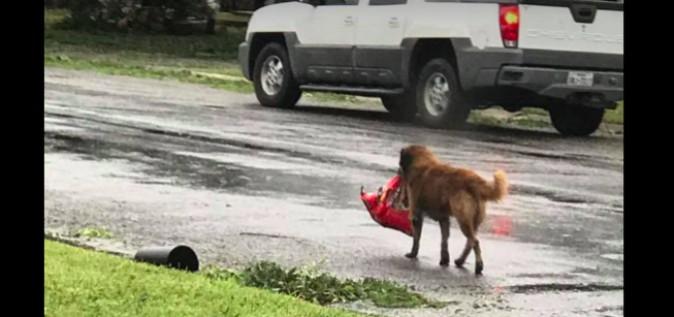 A dog named Otis walking down a street in Sinton, Texas, with a bag of dog food in his mouth. (Screenshot via Facebook/Tiele Dockens)
