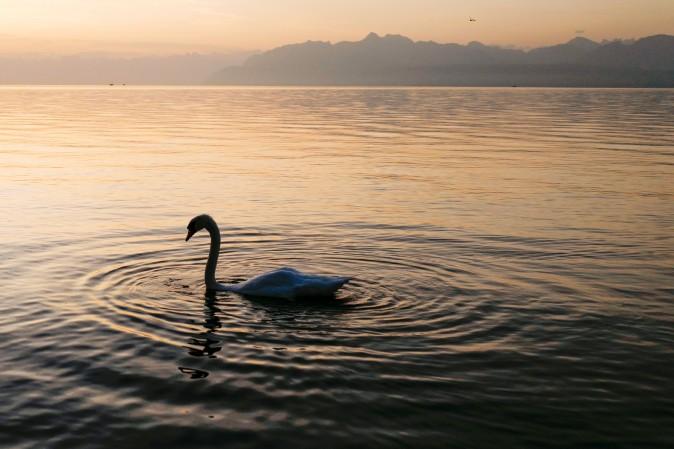 A swan makes its way on Lake Geneva at sunrise in Rolle, western Switzerland, on Aug. 30, 2017. (FABRICE COFFRINI/AFP/Getty Images)
