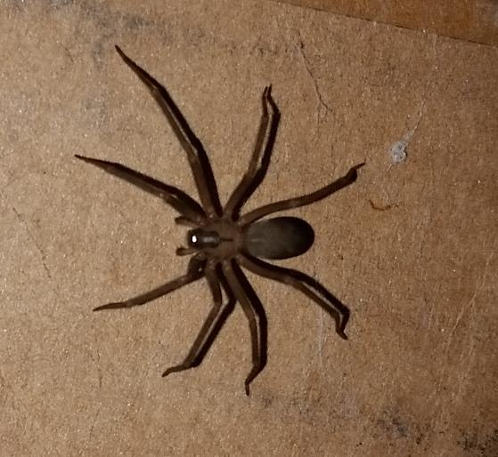A brown recluse spider (<a href="https://commons.wikimedia.org/wiki/File:Brown_Recluse_on_Cardboard.jpg">Sleepisfortheweak</a>. This file is licensed under the Creative Commons Attribution-Share Alike 4.0 International license.)