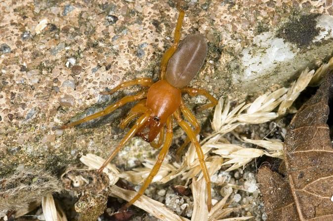 Woodlouse spider (Dysdera crocata). (Mvuijlst at English Wikipedia via GNU/General Public License)