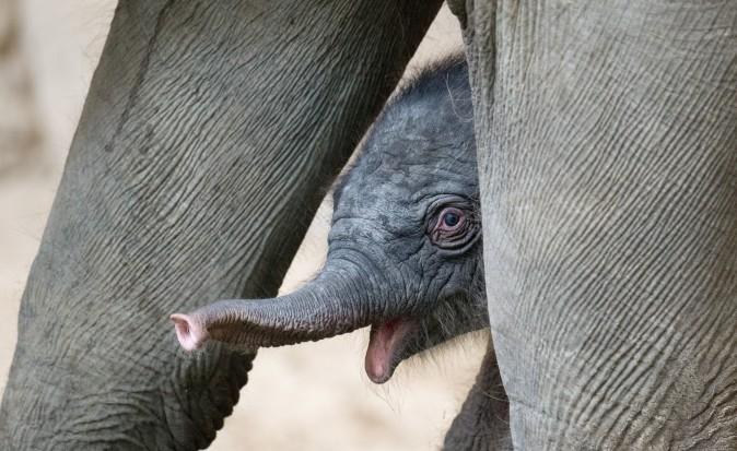 A female baby elephant stands next to her mother Salvana one day after she was born at Tierpark Hagenbeck zoo in Hamburg, northern Germany, on Sept. 4. (DANIEL REINHARDT/AFP/Getty Images)