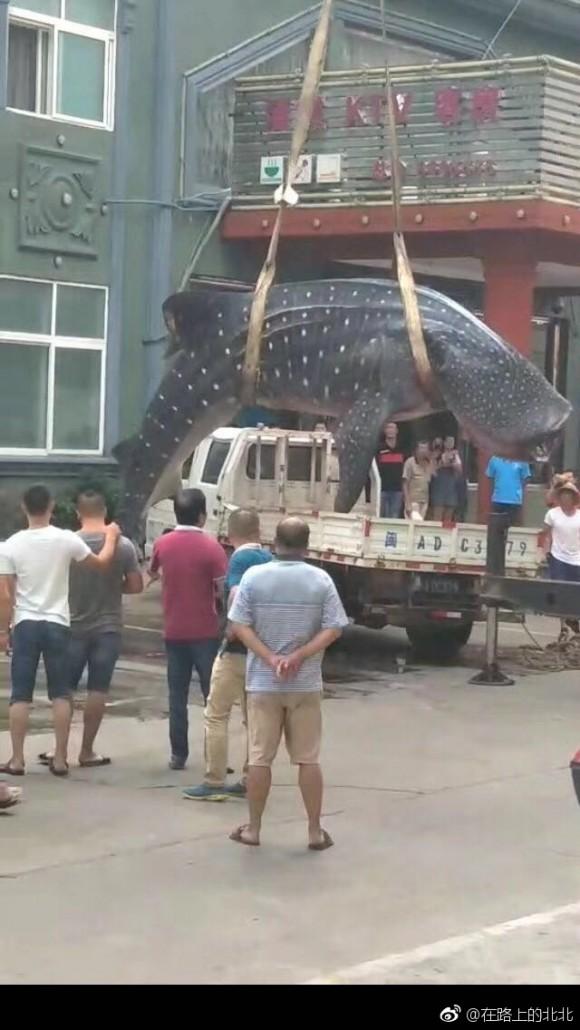 Fishermen lift a whale shark from a flatbed truck in the middle of a street in Fujian's Xiapu county in China on September 4, 2017. (Chinese Social Media)