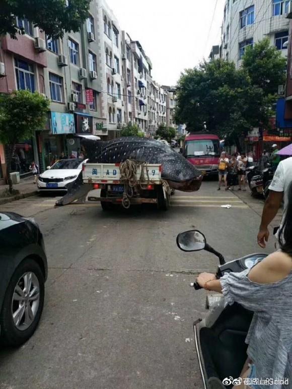 Fishermen haul a whale shark through the streets of Fujian's Xiapu county in China on September 4, 2017. (Chinese Social Media)