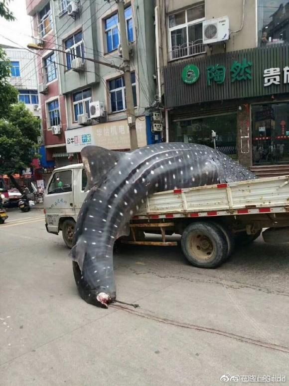 Fishermen haul a whale shark through the streets of Fujian's Xiapu county in China on September 4, 2017. (Chinese Social Media)