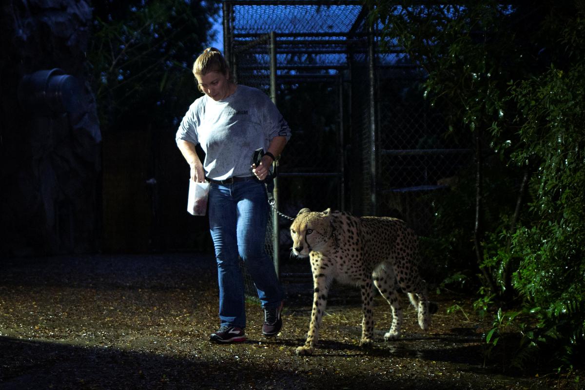 Senior keeper Jennifer Nelson walks a cheetah to a shelter ahead of the downfall of Hurricane Irma at the Miami Zoo in Miami, Florida, U.S. September 9, 2017. REUTERS/Adrees Latif
