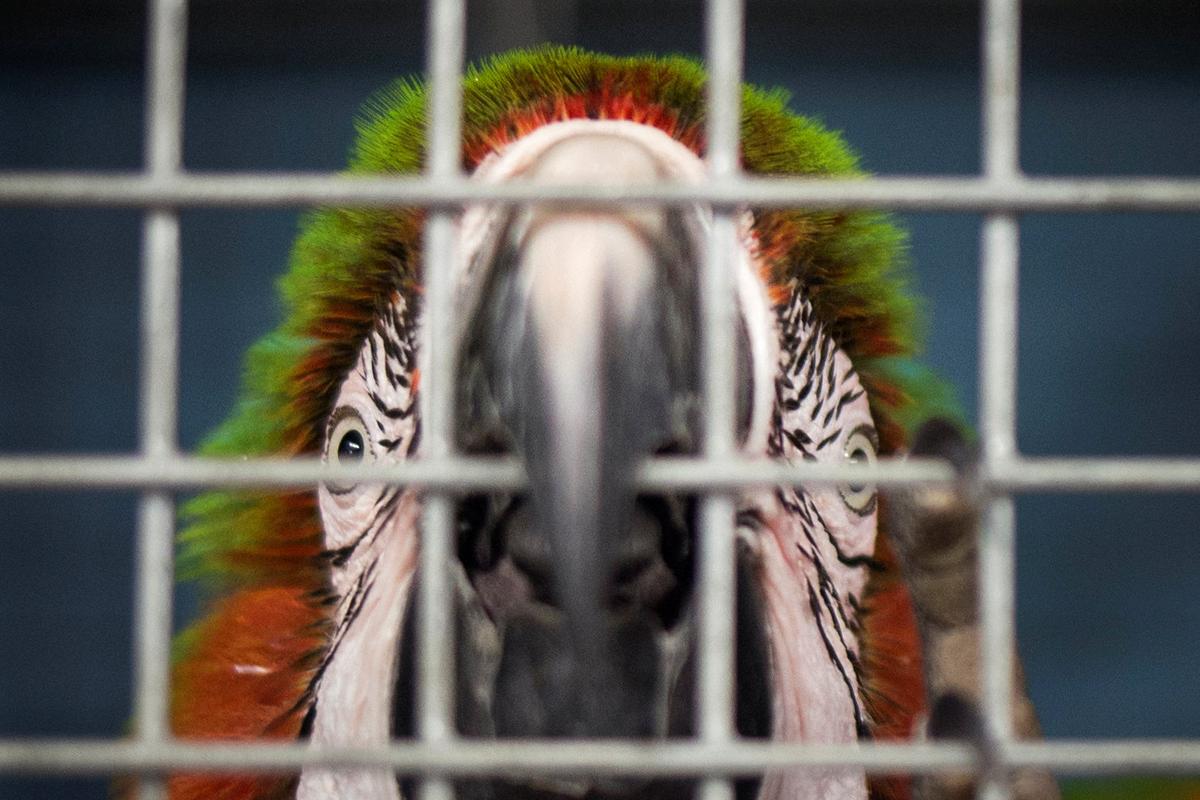A macaw parrot looks out of it's cage after being put into a shelter ahead of the downfall of Hurricane Irma at the zoo in Miami, Florida, U.S. September 9, 2017. REUTERS/Adrees Latif