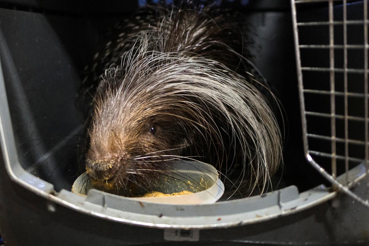 An African crested porcupine is moved into a shelter ahead of the downfall of Hurricane Irma at the zoo in Miami, Florida, U.S. September 9, 2017. REUTERS/Adrees Latif