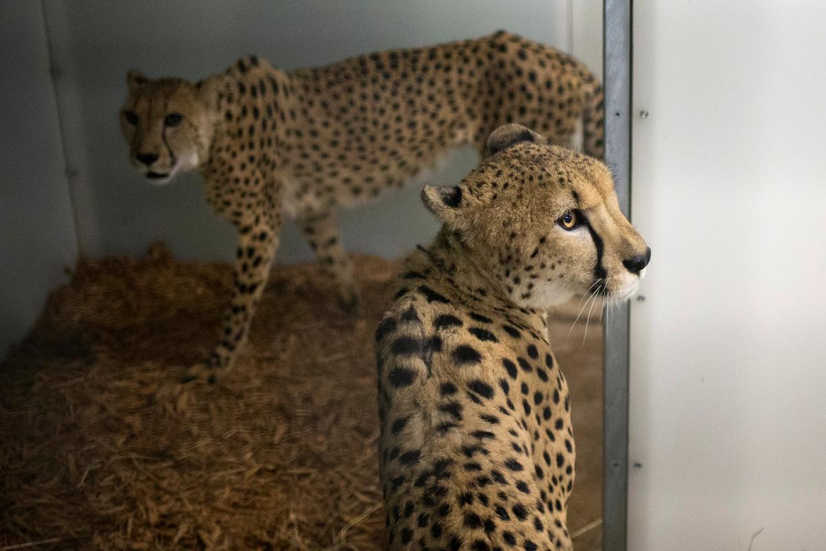 Cheetahs are photographed in a shelter ahead of the downfall of Hurricane Irma at the zoo in Miami, Florida on Sept. 9, 2017. (REUTERS/Adrees Latif)