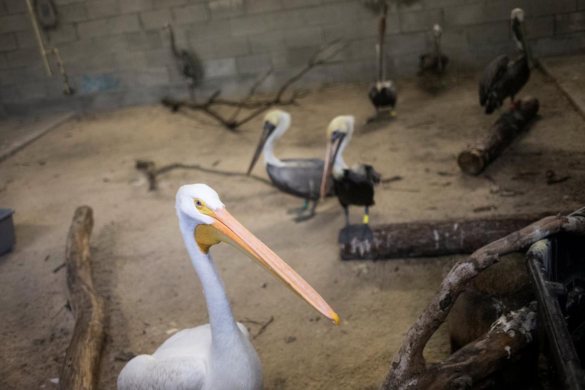 An American white pelican and brown pelicans take refuge in a shelter ahead of the downfall of Hurricane Irma at the zoo in Miami, Florida, U.S. September 9, 2017. REUTERS/Adrees Latif