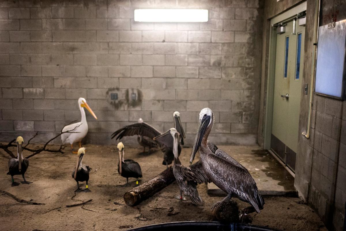 Brown pelicans and an American white pelican take refuge in a shelter ahead of the downfall of Hurricane Irma at the zoo in Miami, Florida, U.S. September 9, 2017. REUTERS/Adrees Latif