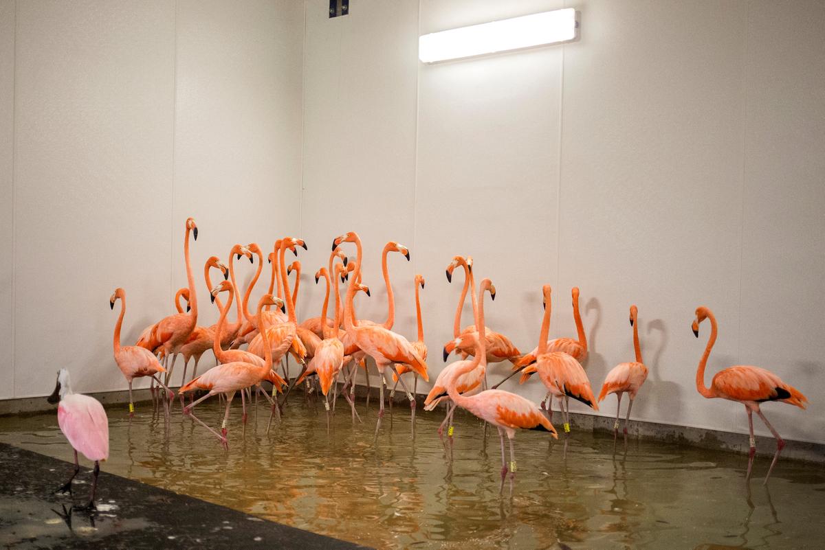 Flamingos take refuge in a shelter ahead of the downfall of Hurricane Irma at the zoo in Miami, Florida, U.S. September 9, 2017. REUTERS/Adrees Latif