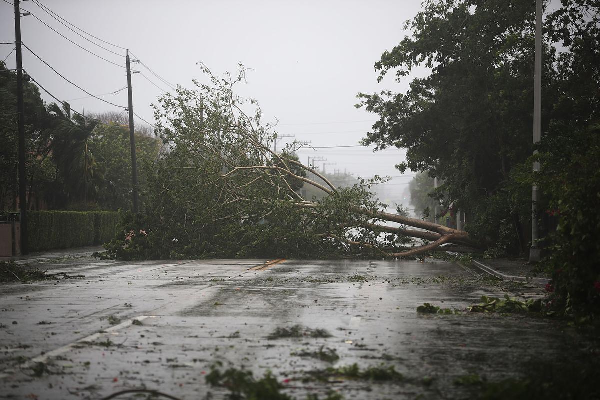  MIAMI, FL - SEPTEMBER 10: Trees and branches are seen after being knocked down by the high winds as hurricane Irma arrives in Miami, Florida on Sept. 10, 2017. (Photo by Joe Raedle/Getty Images)
