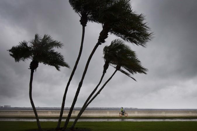 TreeCyclist<br/>A man rides his bike on Bayshore Boulevard as palm trees begin to feel the wind in Tampa, Florida, on September 10, 2017, where Tampa residents are fleeing the evacuation zones ahead of Hurricane Irma's landfall. Hurricane Irma regained strength to a Category 4 storm early Sunday as it began pummeling Florida and threatening landfall within hours. (Jim Watson/AFP/Getty Images)Hurricane Irma regained strength to a Category 4 storm early Sunday as it began pummeling Florida and threatening landfall within hours. / AFP PHOTO / JIM WATSON (Photo credit should read JIM WATSON/AFP/Getty Images)