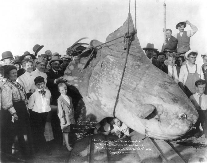 An enormous ocean sunfish (mola mola), caught by W.N. McMillan of east Africa, at Santa Catalina Island, Calif., on April 1, 1910. Its weight was estimated at 3,500 pounds. (P.V. Reyes of Avalon, California/Library of Congress, Prints and Photographs Division)