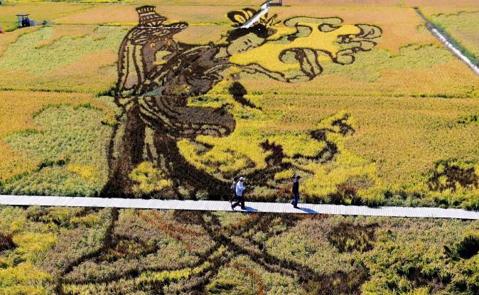 An image of Chinese a heavenly maiden was created using different varieties of rice in a rice paddy field during the harvest season in Shenyang, China's northeast Liaoning Province on Sept. 20. (STR/AFP/Getty Images)