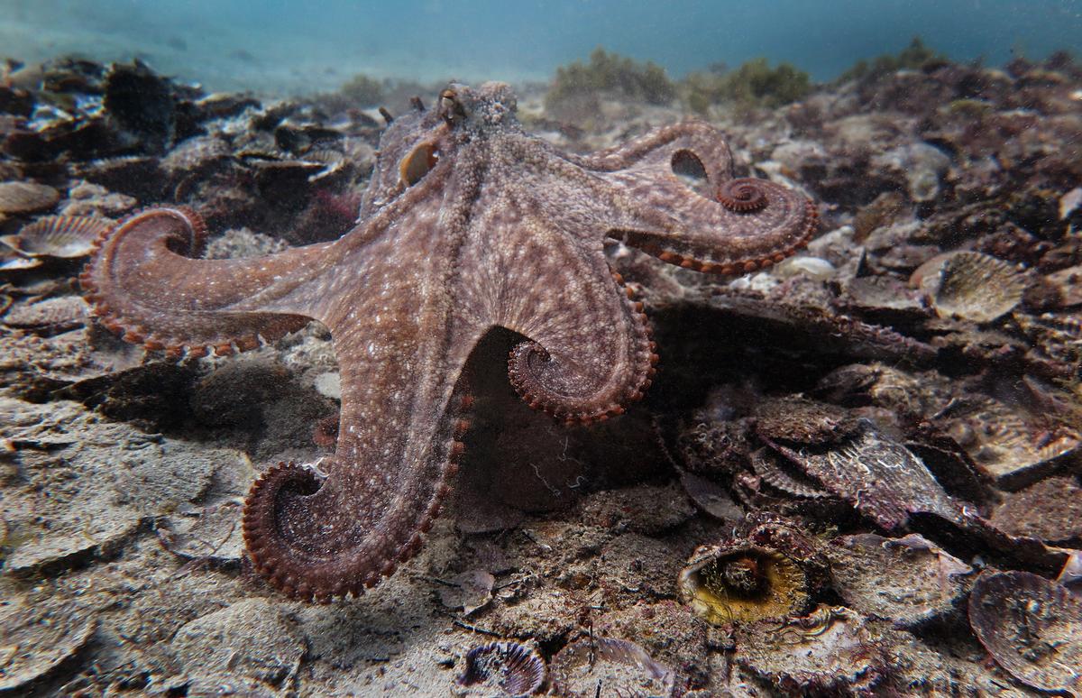 A gloomy octopus in recently discovered Octlantis (Peter Godfrey-Smith)
