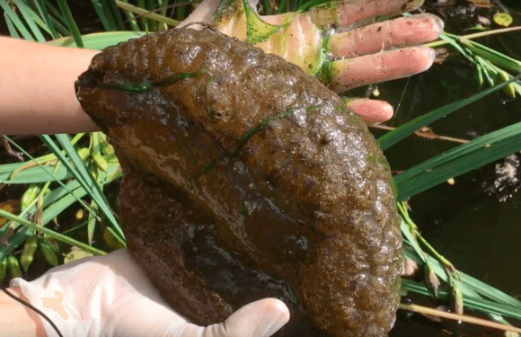 A bryozoan clump with a slimy center "like jello" is picked out of the water at Stanley Park. (Screenshot via Vancouver Courier/YouTube)