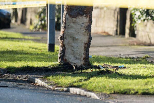 A tree with bark removed stands at the site of a car crash in which five people, including three children, were killed after a stolen car crashed into a tree on Stonegate Road, in Leeds, northern England on Nov. 25, 2017. (Oli Scarff/AFP/Getty Images)