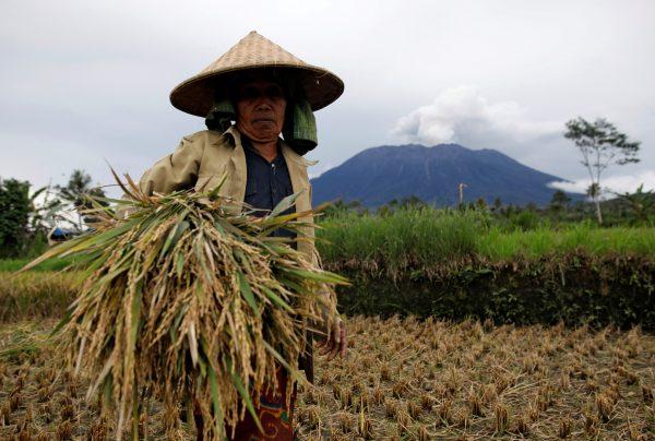 A farmer harvests rice on the edge of the evactuation zone as Mount Agung volcano erupts in the background in Karangasem Regency, Bali, Indonesia, November 30, 2017. (Reuters/Darren Whiteside)