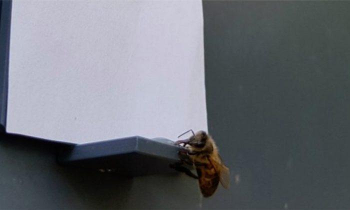 Trained to pick the lowest number out of a series of options, a honeybee chooses a blank image, revealing an understanding of the concept of zero. (Courtesy: RMIT University)