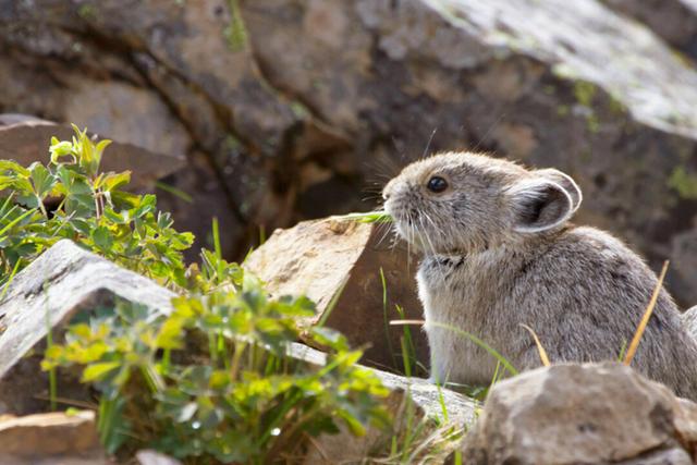 Extremely Rare ‘Magic Rabbits’ Caught on Camera in Chinese Mountains ...