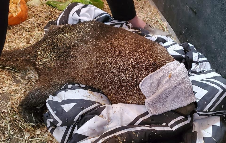 Porcupine Reunites With Mate After Washington Wildfire Rescue, Recovery ...