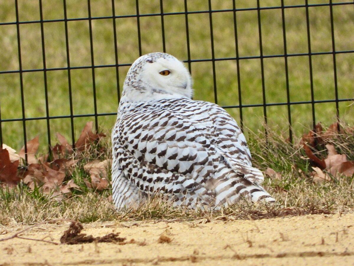 Snowy Owl Appears in Manhattan’s Central Park for the First Time in 130 ...