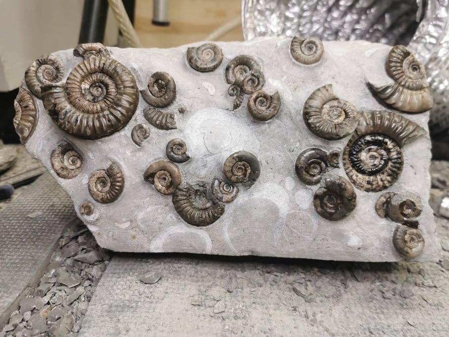 Jaw-Dropping Revelation: Unearthing the Fearsome Jaws and Fangs of a(00)