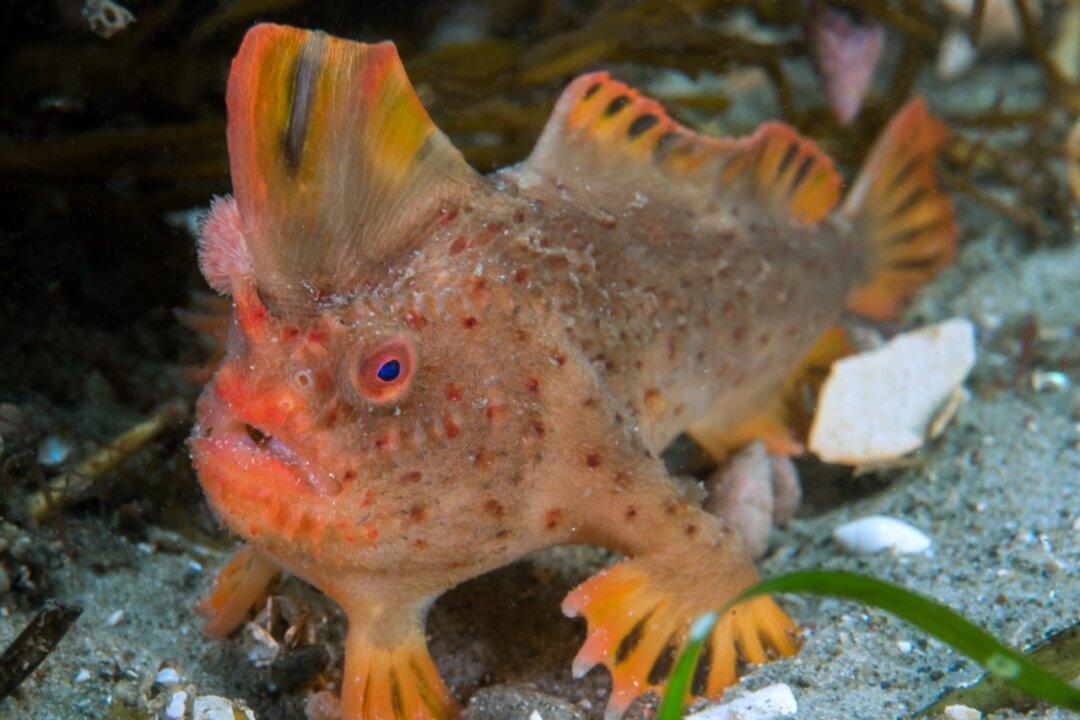 The Battle to Save Australia’s Ultra Rare Grumpy Fish | The Epoch Times