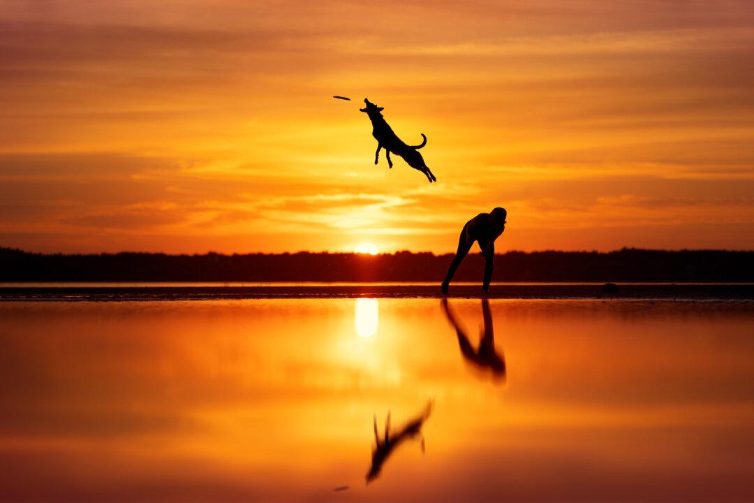 2023 Dog Photography Award Winners Capture the ‘Essence of Canine