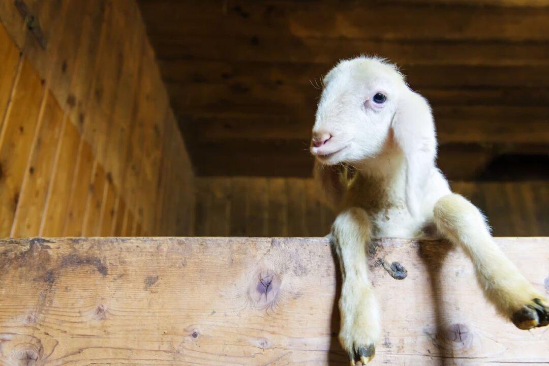 Kid Lab Rats | The Epoch Times