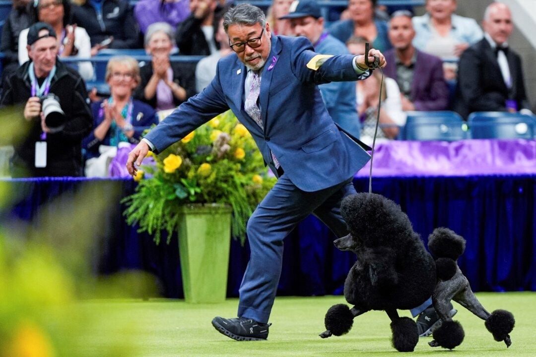Miniature Poodle Sage Wins Westminster Kennel Club Dog Show The Epoch miniature-poodle-sage-wins-westminster-kennel-club-dog-show-the-epoch