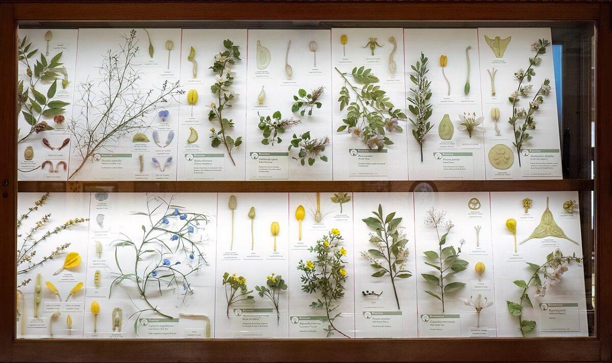 Blooming Marvelous Harvard s Blaschka Glass Flowers The Epoch Times Blooming Marvelous Harvard s Blaschka Glass Flowers The Epoch Times