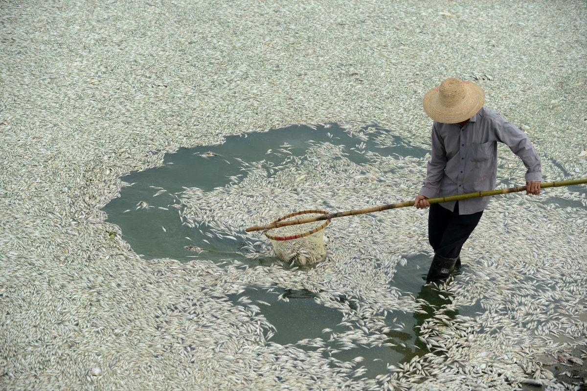 A resident clears dead fish from the Fuhe River in Wuhan, in central China’s Hubei Province on Sept. 3, 2013, after large numbers of fish died of severely high levels of ammonia. Recent official reports say that China’s river and underground water supplies are severely polluted. (STR/AFP/Getty Images)