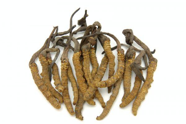 Dried cordyceps militaris mushroom. ( bedo/iStock)