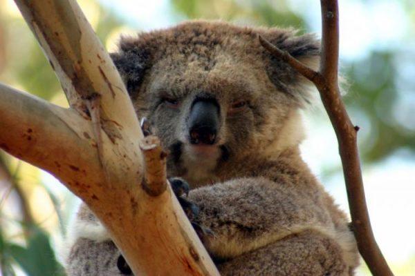 Australia's famous mascot is now on the "vulnerable" list as eucalyptus forests, which koalas depend on for food, are being cut down. (Jan Jekielek/The Epoch Times)