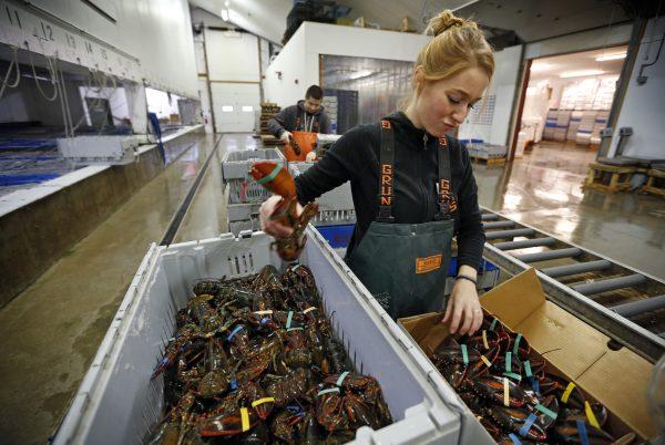 Jamie Lane packs live lobsters for overseas shipment at the Maine Lobster Outlet in York, Maine, on Dec. 10, 2015. (AP Photo/Robert F. Bukaty)
