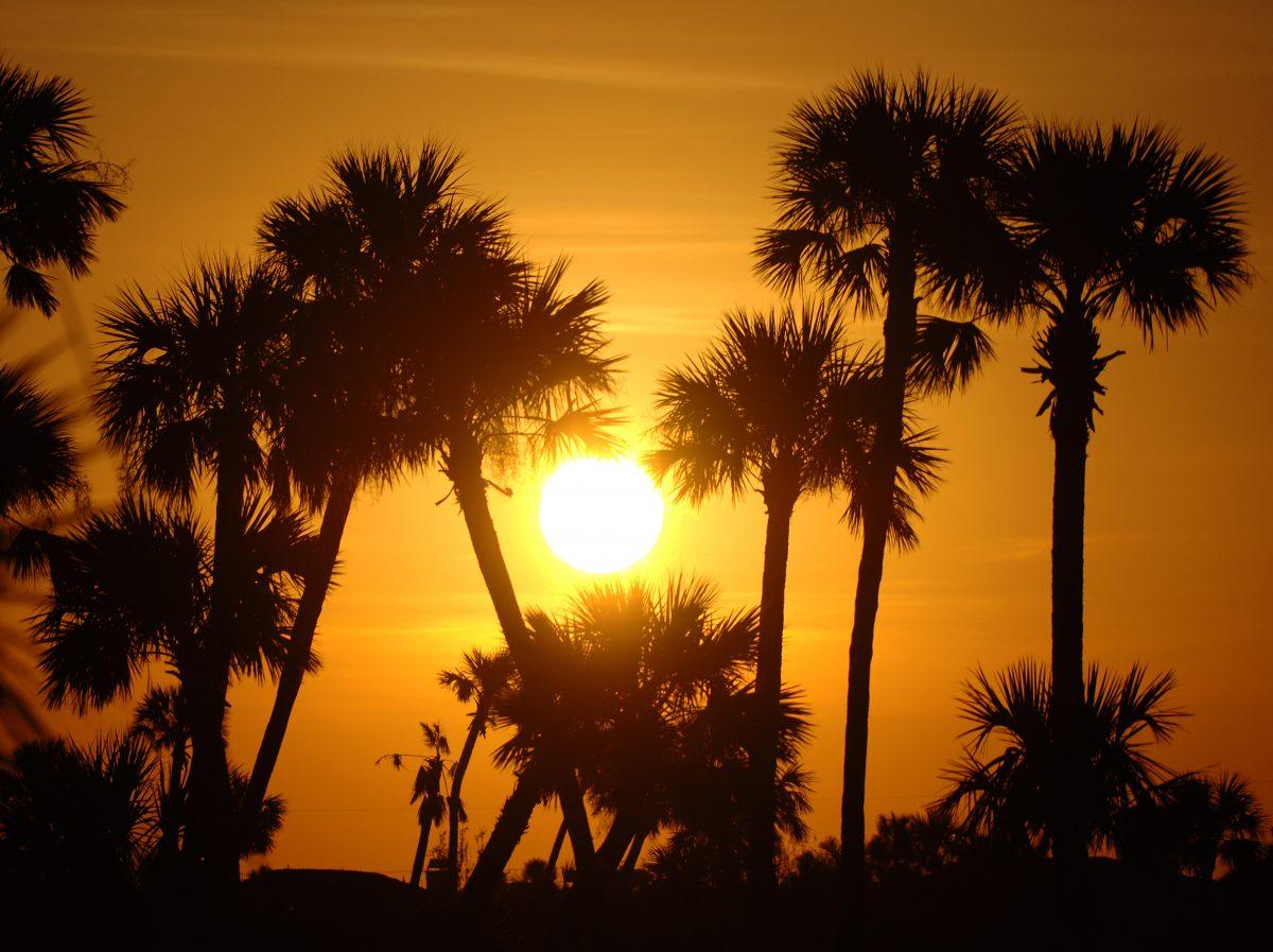 Palm trees and a setting sun on the horizon at the end of the Golden Eagle Pro-Am at the 2006 Honda Classic at the Country Club at Mirasol in Palm Beach Gardens, Fla., on March 8, 2006. (Al Messerschmidt/PGA)