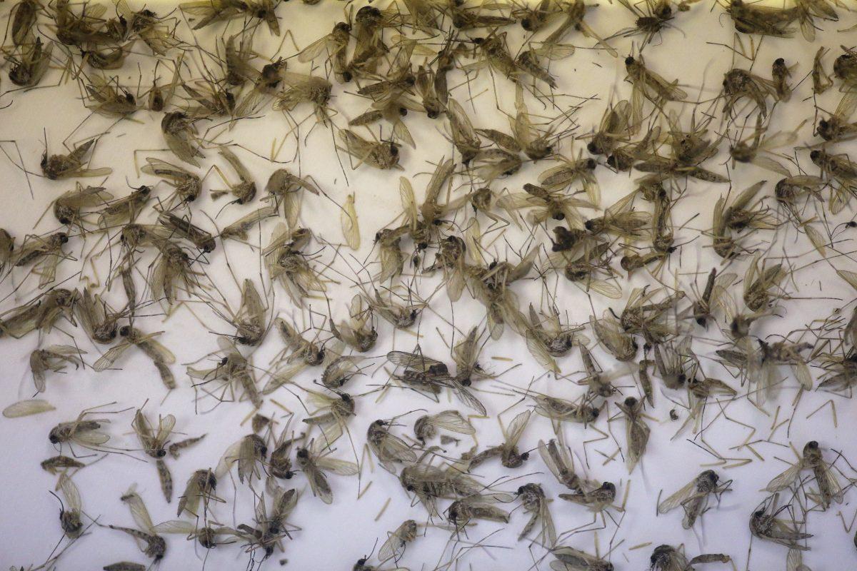 A tray of Aedes dorsalis and Culex tarsalis mosquitos are shown collected at the Salt Lake City Mosquito Abatement District near Salt Lake City, Utah on July 19, 2016. (AP Photo/Rick Bowmer)