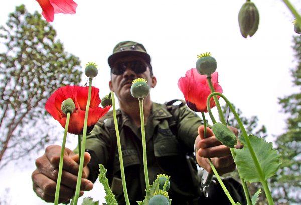A Mexican Army soldier holds poppy plants that were cultivated by narcotics traffickers in the mountains surrounding Chilpancingo, the capital of the Mexican state of Guerrero, in this 2002 file photo. (Alfredo Estrella/AFP via Getty Images)