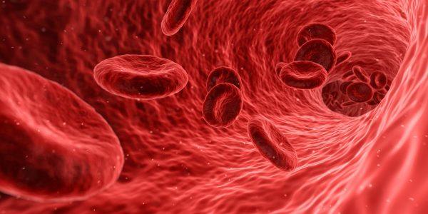 Red blood cells carry oxygen to all systems of the body(Pixabay)