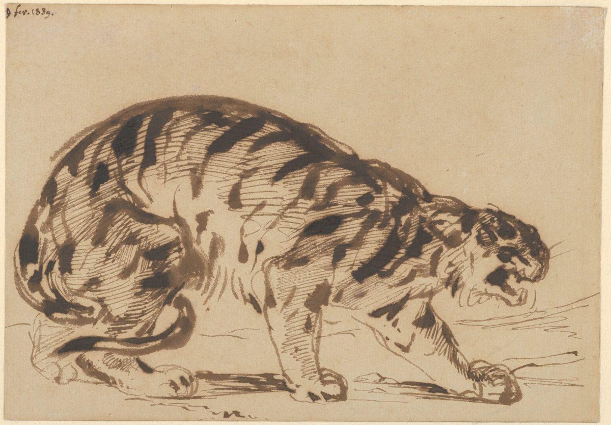 "Crouching Tiger," 1839, by Eugène Delacroix. Pen and brush and iron gall ink; overall: 5 3/16 inches by 7 3/8 inches. The Metropolitan Museum of Art,  a gift from the Karen B. Cohen Collection of Eugène Delacroix, in honor of Sanford I. Weill, 2013. (The Metropolitan Museum of Art)