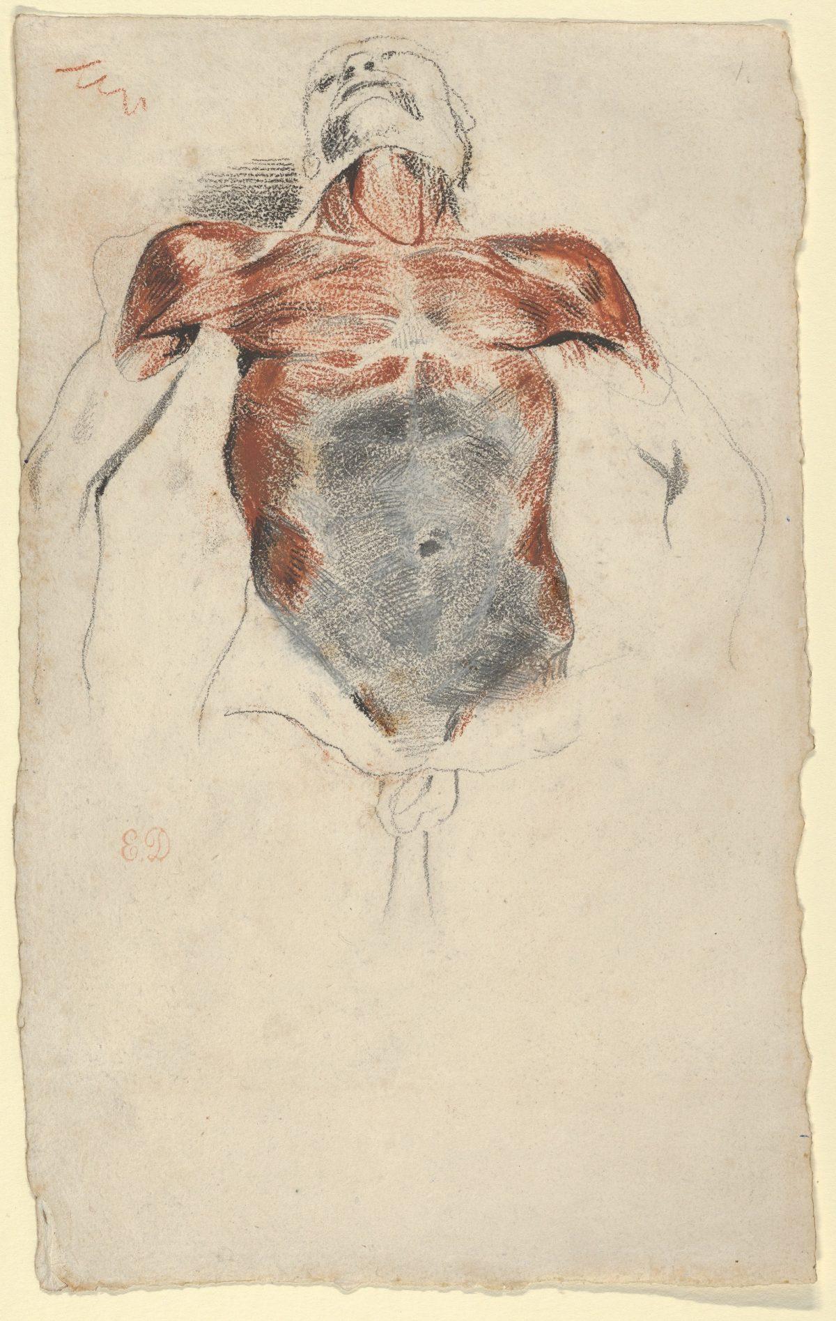 "Ecorché: Torso of a Male Cadaver," circa 1828, by Eugène Delacroix (1798–1863). Red, black, and white chalk, graphite, 9 15/16 inches by 6 1/4 inches. The Metropolitan Museum of Art, a gift from the Karen B. Cohen Collection of Eugène Delacroix, in honor of William M. Griswold, 2013. (The Metropolitan Museum of Art)