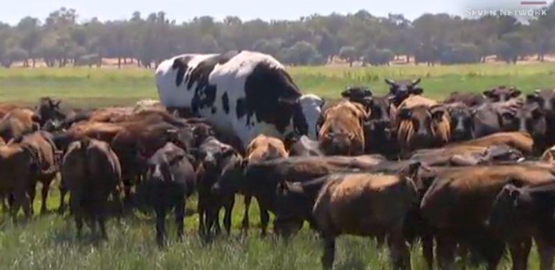 Knickers is a Holstein-Friesian, a dairy breed known for being quite tall. (CNN)