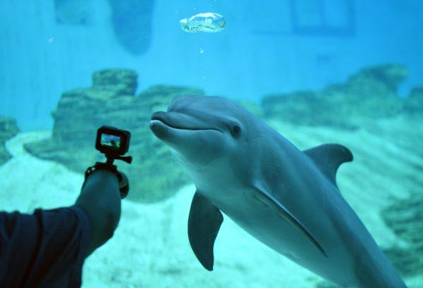 Stock photo of a visitor taking a picture of an Indo-pacific bottlenose dolphin at the S.E.A. Aquarium at Resorts World Sentosa in Singapore, on Sept. 3, 2018. (Roslan Rahman/AFP/Getty Images)
