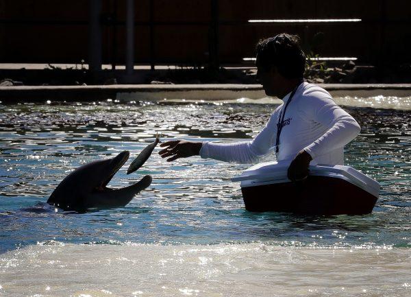 A trainer feeds a dolphin a fish at Dolphinaris in Scottsdale, Ariz., on Oct. 13, 2016. (Matt York/AP File Photo)
