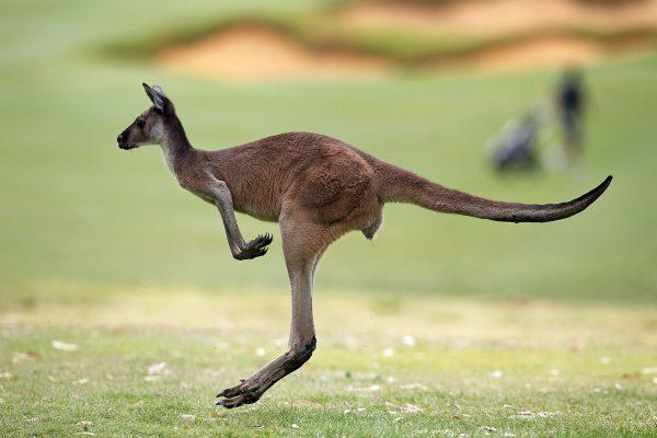 A kangaroo hops at Lake Karrinyup Country Club in Perth, Australia, on Feb. 13, 2019. (Paul Kane/Getty Images)